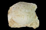 Cretaceous Echinoid (Holectypus) Fossil in Limestone - Texas #147153-1